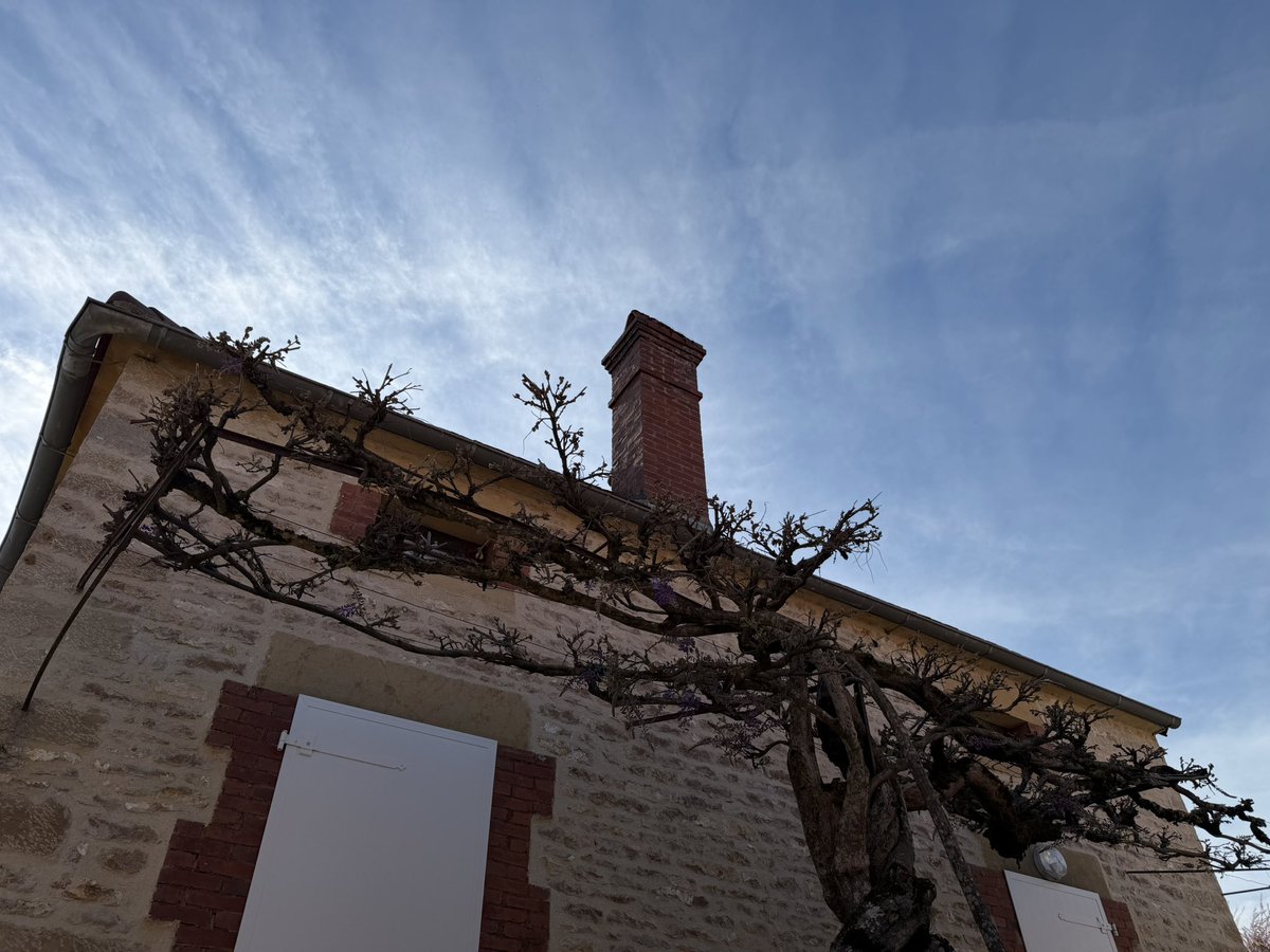 catherine_ccj's tweet image. Cette année, ici, les glycines n’ont pas ou quasi pas de fleurs… 
Les nuits et petits matins de froid intense en ont eu raison.
L’exubérante, foisonnante de chaque printemps (17/04/25-photos2-3)n’a rien donné 
#RegionBourgogneFrancheComté #Yonne #printemps #glycine