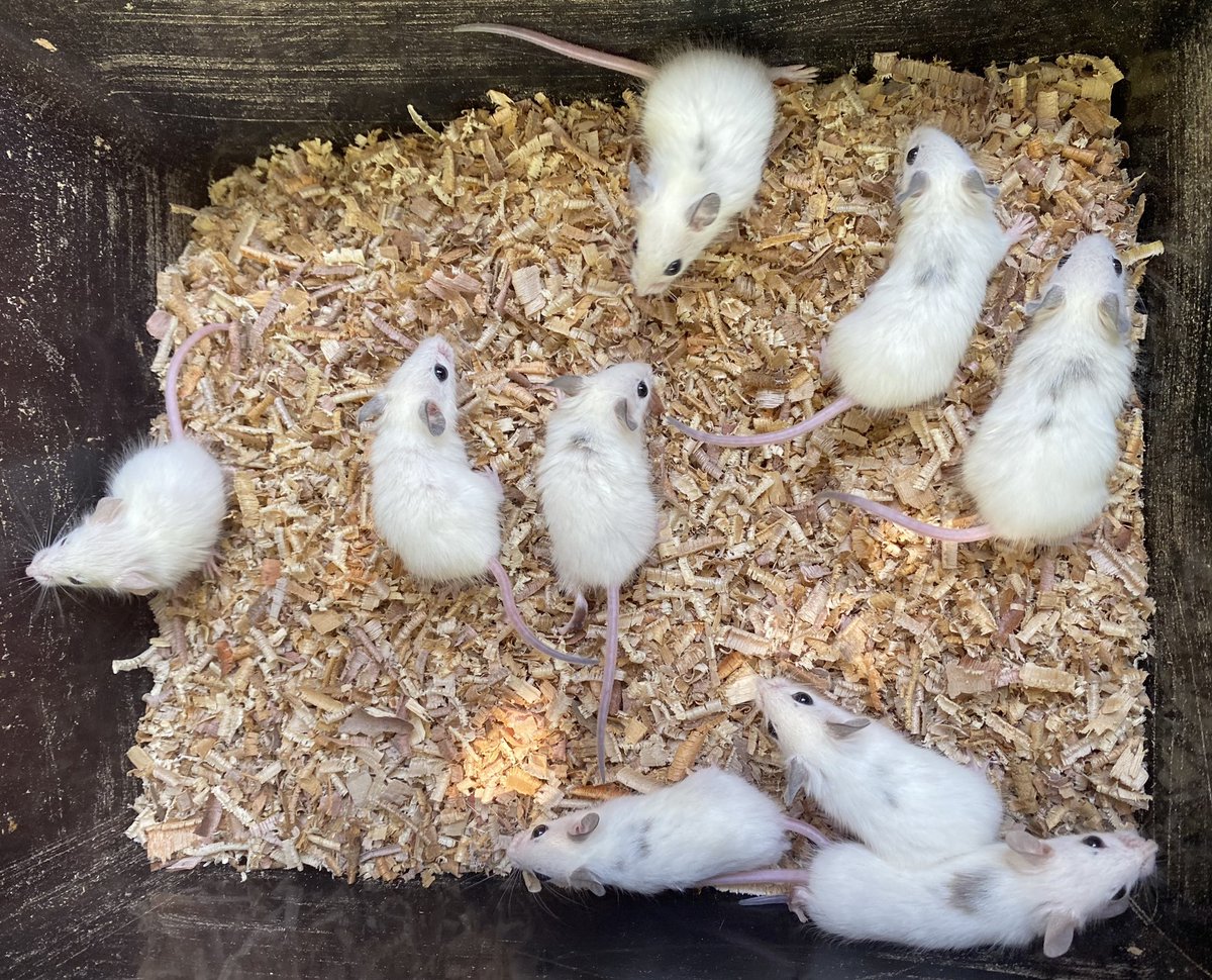 it's nue tweet media