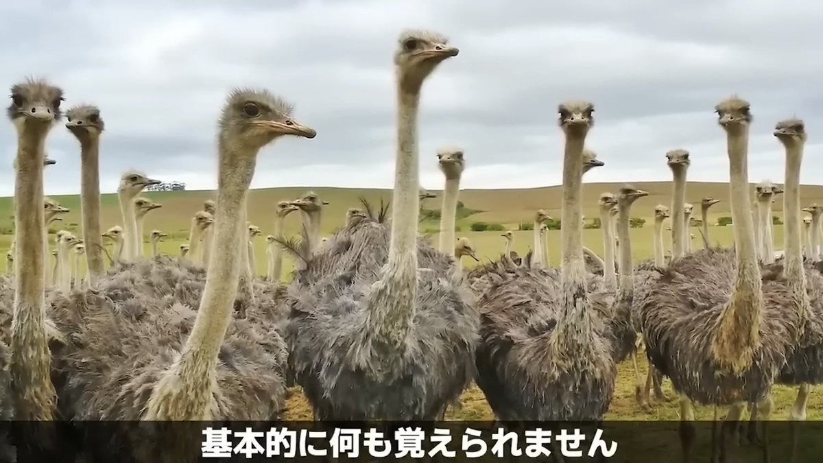 falcon_mandrill's tweet photo. @daizusyokunin https://t.co/XtLeAxloCs