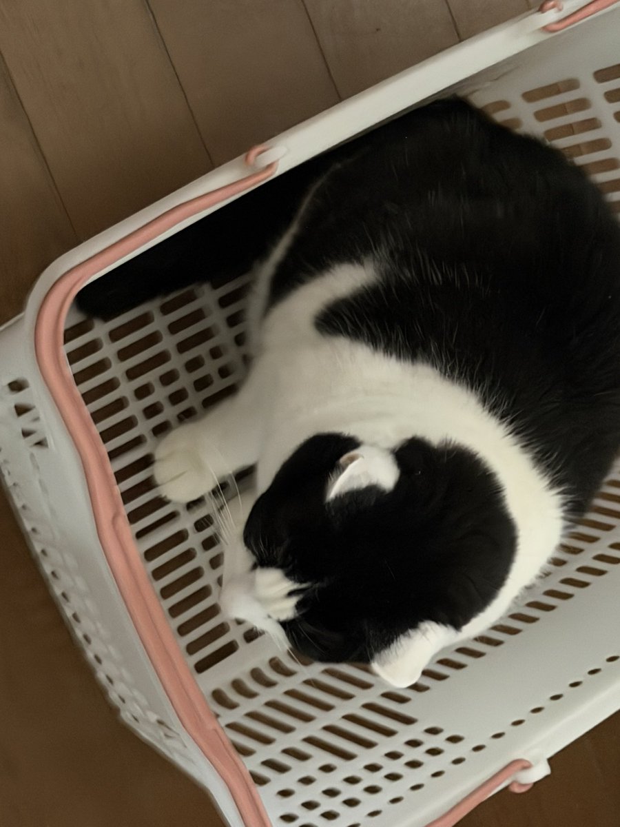 Post by ( ∵ )@もょもと on X: お買い上げ🐈