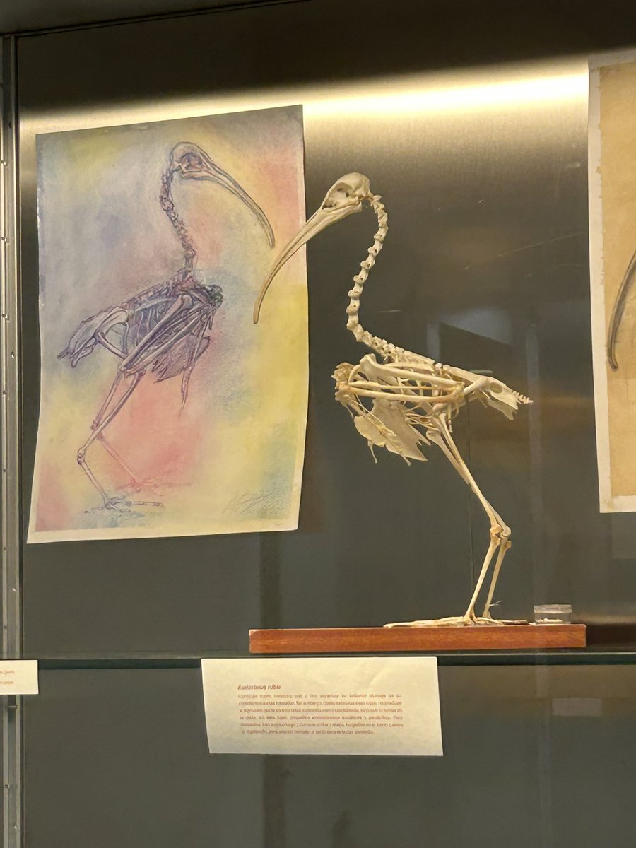 birloque's tweet photo. Si estáis por Madrid tenéis que venir a ver esta exposición que tenemos en la Facultad de CC. Biológicas de la @unicomplutense, junto con la Facultad de Bellas Artes.
Ciencia y arte en acción conjunta en las Prácticas gráficas de Anatomía Comparada.
👇🏻 https://t.co/txVwk9Unl8