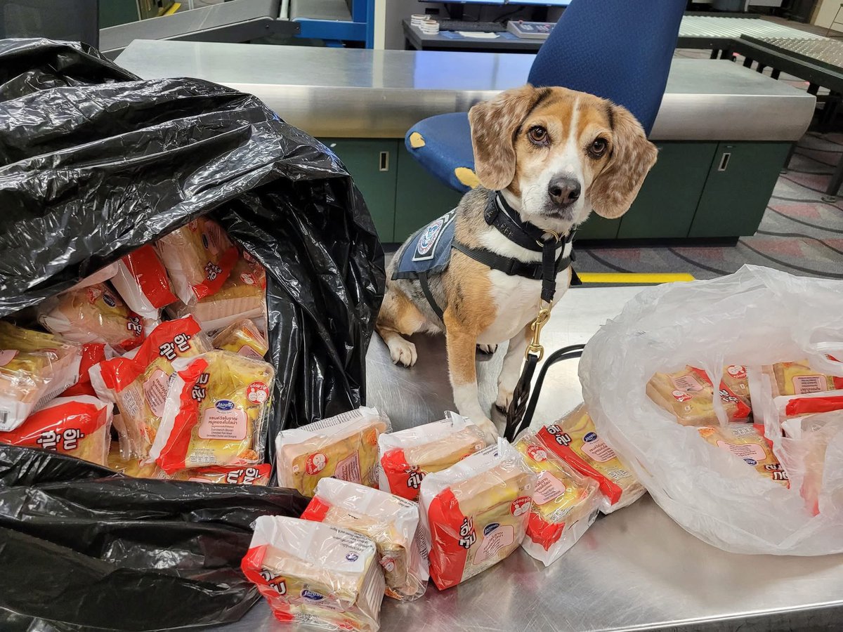 หน้าน้องคือแบบ ปลงมาก เตือนแล้วเตือนอีกว่าไม่ให้นำอาหารหรือของกินที่มีส่วนผสมของเนื้อสัตว์เข้ามาใช่ไหม ทำไมไม่ฟังงงงงง

น้อนดมเจอแซนวิชจำนวนหลายร้อยชิ้นจากไทยแลนดดดด์ โดนยึดและทำลายเรียบร้อยที่ยูเอสเอ