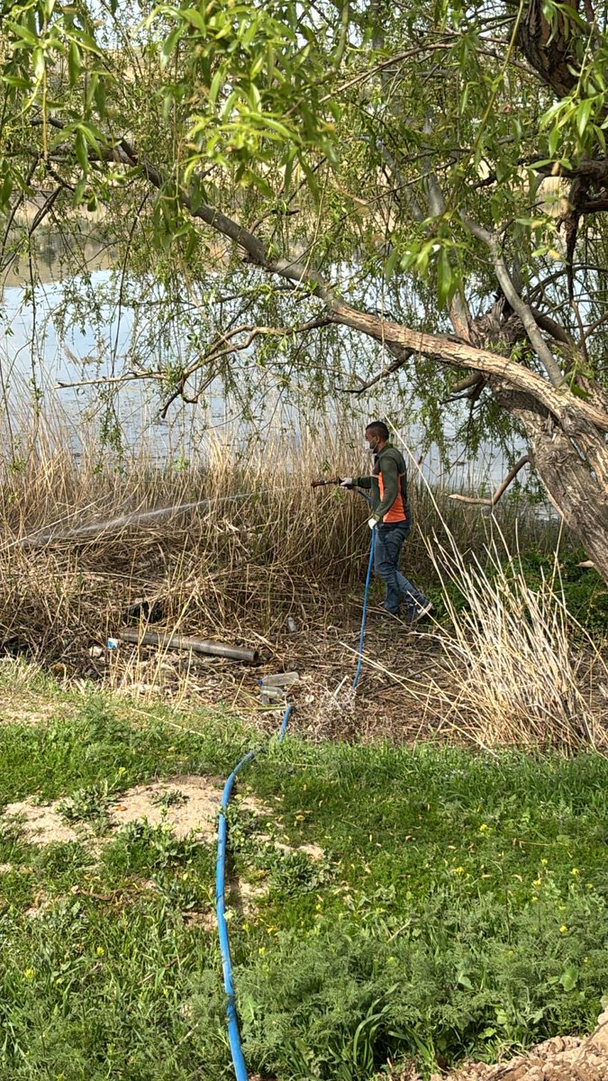 İklim Değişikliği ve Sıfır Atık Müdürlüğü ekiplerimiz, zararlı haşerelerin üremesinin önüne geçilmesi ve vatandaşlarımızın daha sağlıklı, huzurlu bir çevrede yaşamlarını sürdürmesi amacıyla ilçemizde bulunan sazlık alanlarda ilaçlama çalışmalarını aralıksız sürdürüyor.