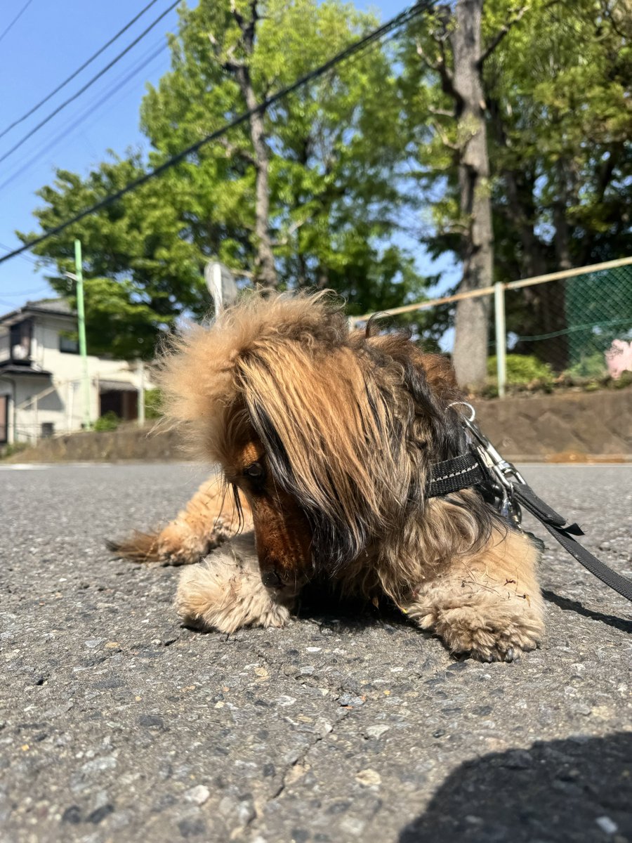 おこげ(大爆発) tweet media