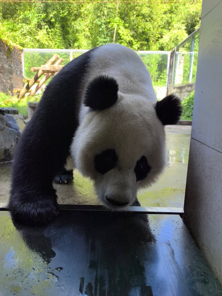 XQJPanda's tweet image. Tian Tian 添添
2026.4.17 Tian Tian

Our handsome  and adorable daddy Tian.😘😘😘🌹🌹🌹🥰🥰🥰

PS：CCRCGP released this afternoon.🙏🙏🙏
(Du Jiang Yan, China)

#tiantian
#china 
#adventure