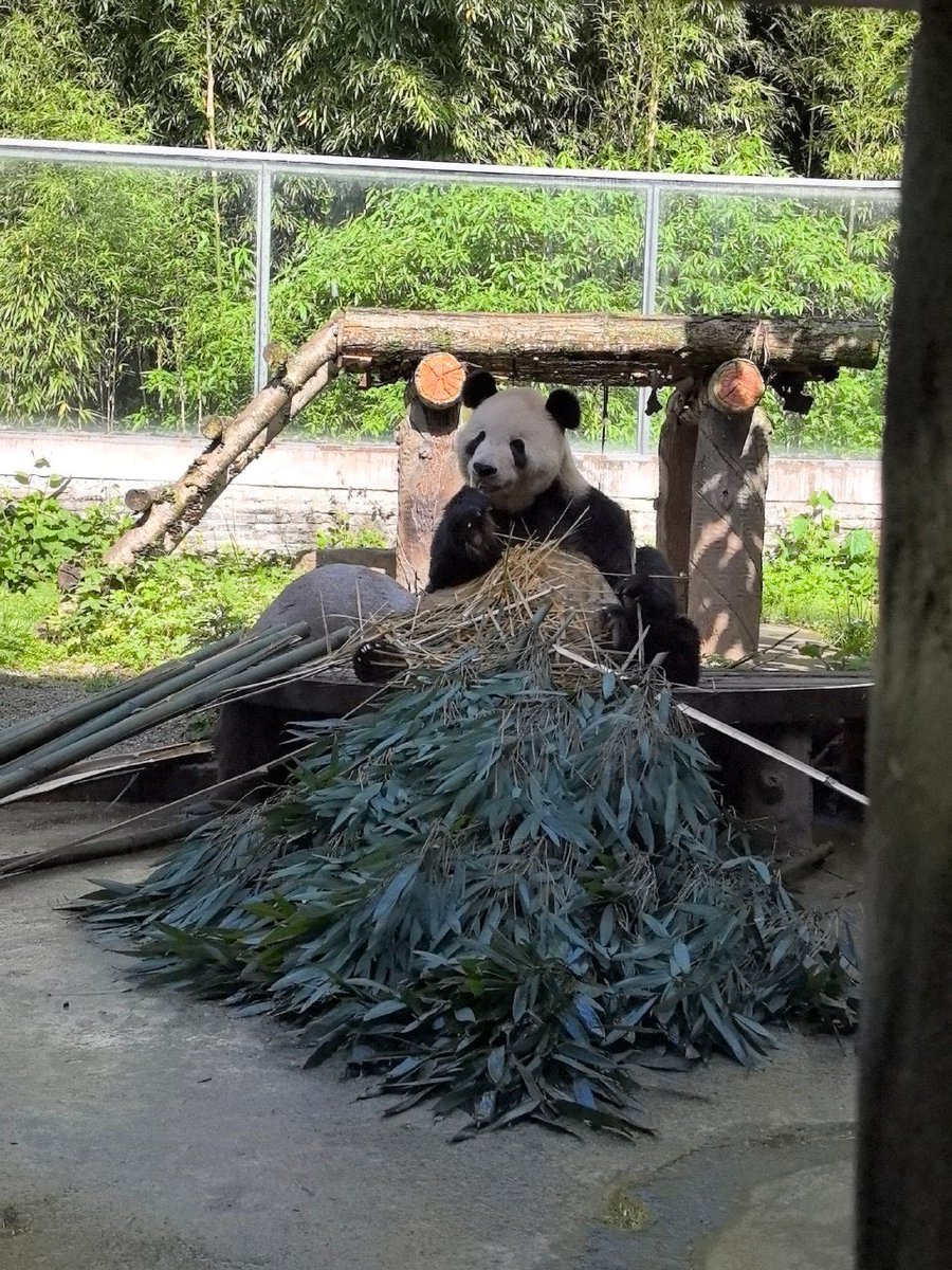 XQJPanda's tweet image. Tian Tian 添添
2026.4.17 Tian Tian

Our handsome  and adorable daddy Tian.😘😘😘🌹🌹🌹🥰🥰🥰

PS：CCRCGP released this afternoon.🙏🙏🙏
(Du Jiang Yan, China)

#tiantian
#china 
#adventure