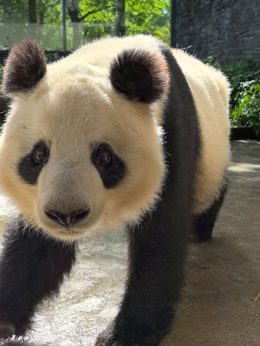 XQJPanda's tweet image. Tian Tian 添添
2026.4.17 Tian Tian

Our handsome  and adorable daddy Tian.😘😘😘🌹🌹🌹🥰🥰🥰

PS：CCRCGP released this afternoon.🙏🙏🙏
(Du Jiang Yan, China)

#tiantian
#china 
#adventure