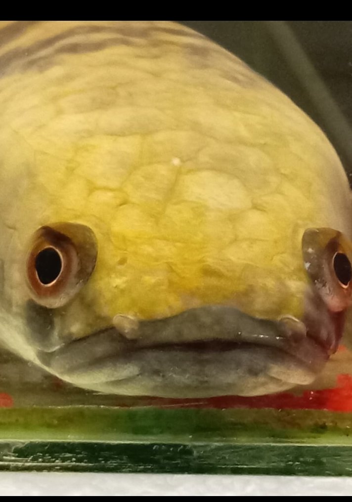 MELODYPING tweet media