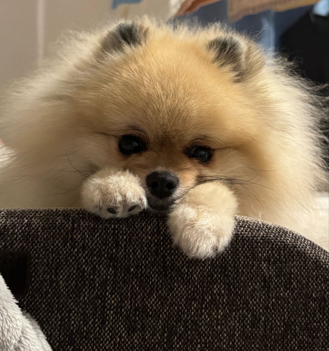 ここあ tweet media