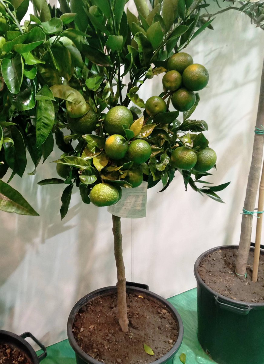crystalgardensK's tweet image. Fruit trees are back in style! Even small urban spaces can now grow fresh fruits—thanks to improved propagation techniques. Yes, even your balcony can produce food! #UrbanFarming #Gardening