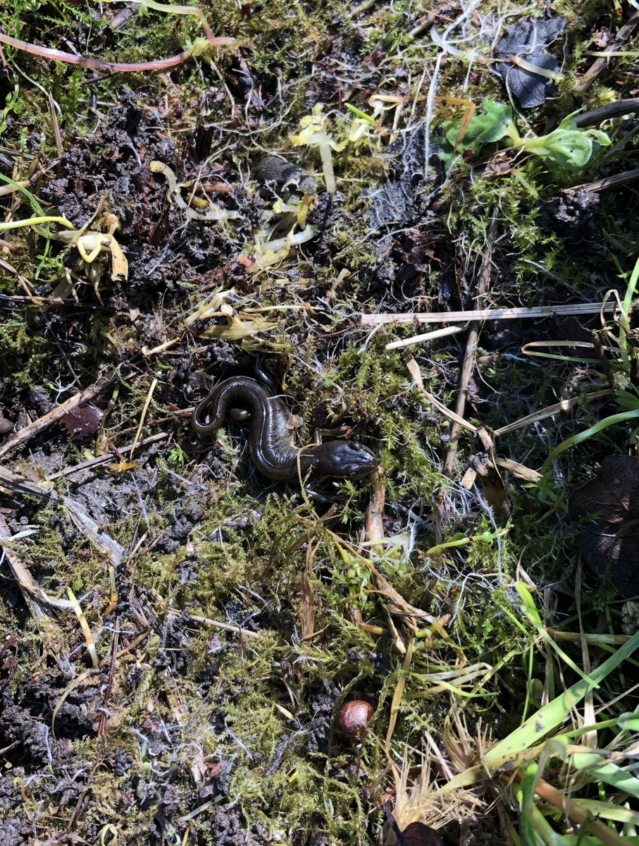 Lee Valley Park tweet media