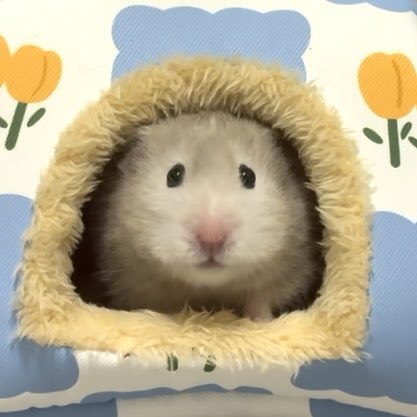 ham2maron's tweet photo. トモコレのいろりちゃんも可愛すぎる😭 https://t.co/TFxUsJwm0V