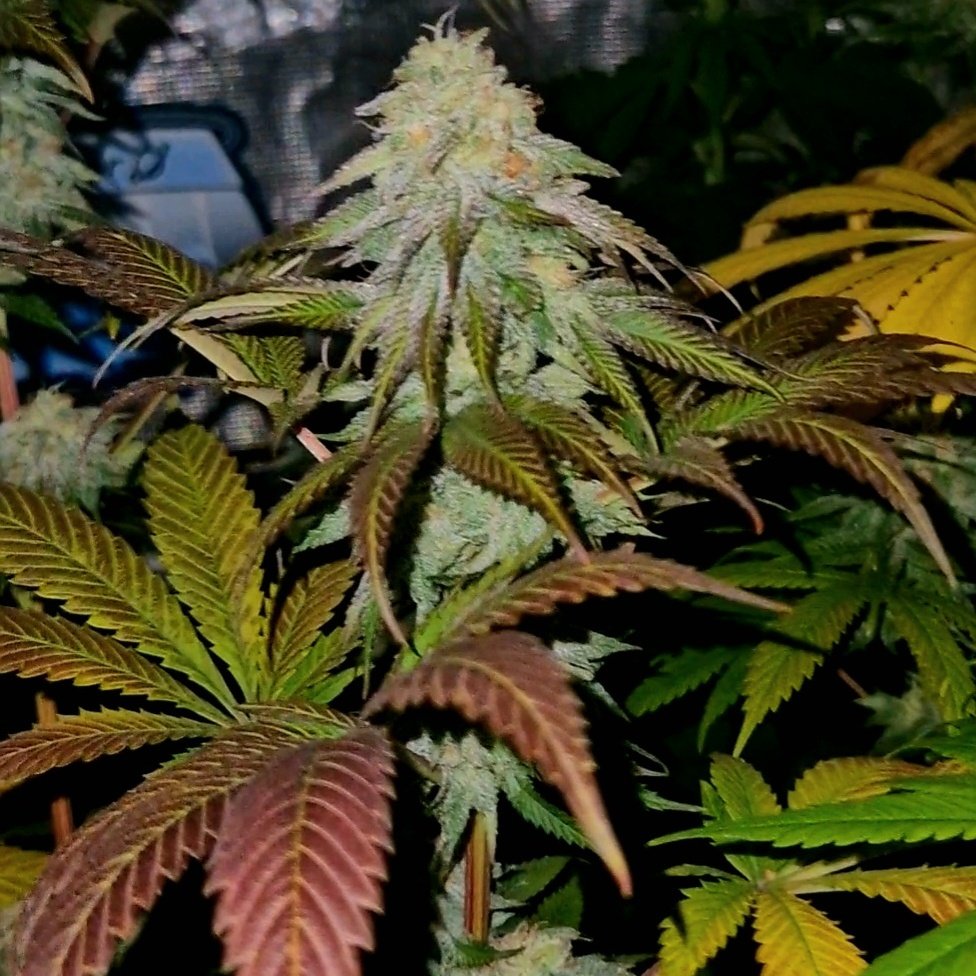 ol'duffybastard tweet media