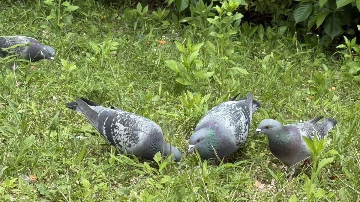 (  ´_ゝ`)📷　

ハトぽっぽ