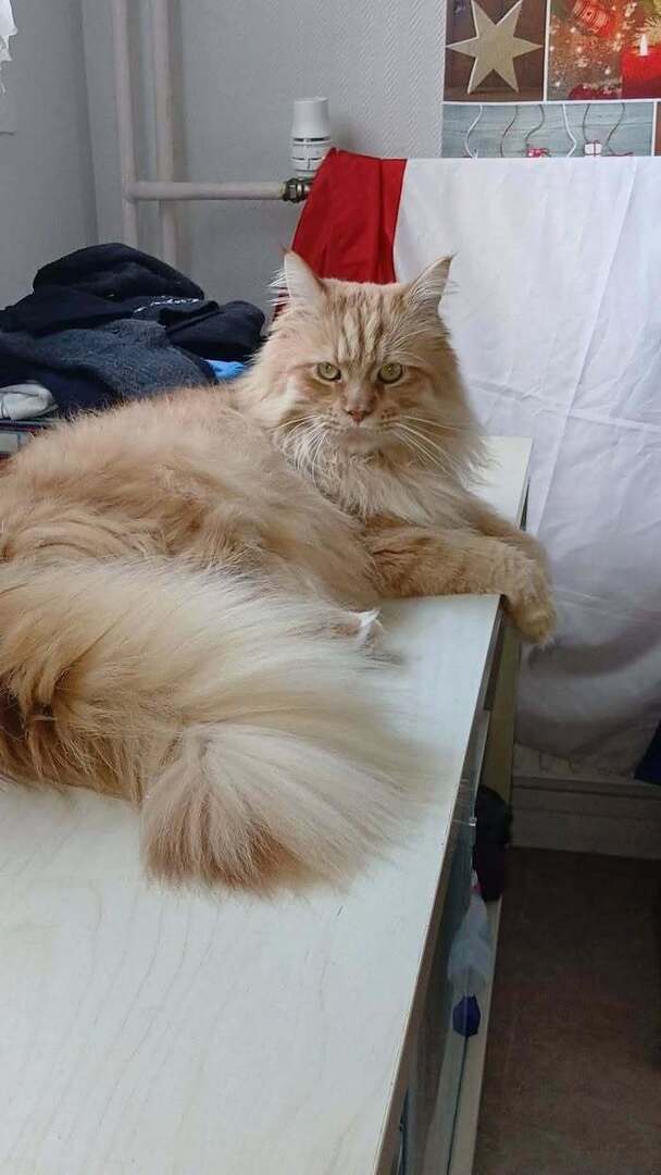 vigipets's tweet image. 🟠 🐱 Chat perdu le 13/04/2026 à Melun (77000).
Race : Maine Coon / Âge : 4 an(s)
Simba / Mâle / Identifié(e) : Oui

☎️ 0640413649
📧 amelie.goudefert@hotmail.fr

#chatperdu #chattrouve #chat #perdu #trouve