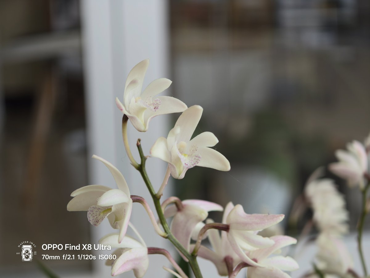 reject_dispute's tweet image. 仕事が暇いので…😴
全てデフォルト
①Findx8Ultra オート 3x
②Findx8Ultra マスターモード 3x
③Leitzphone オート 3.2x Vibrant
④Leitzphone プロモード 3.2x Authentic
#Findx8Ultra #Xiaomi17Ultra