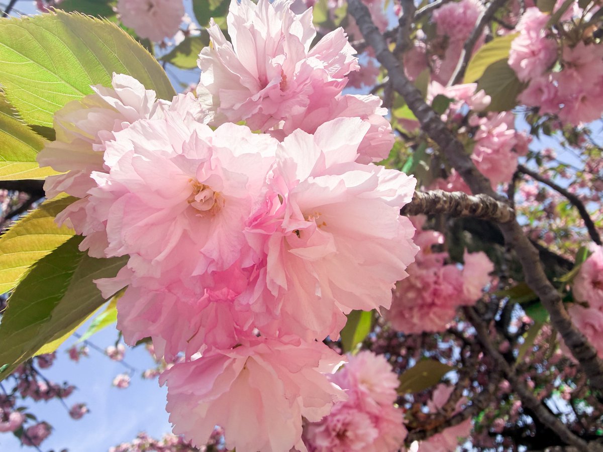 本宮光 tweet media