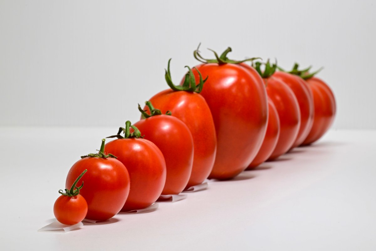 WorldVegCenter's tweet image. Whiteflies spread devastating #tomato viruses—causing major yield losses worldwide. After 10+ years of research, #WorldVeg has developed tomato lines resistant to BOTH the virus and the insect.
🍅 More #resilient
🌱 Less pesticide use
📈 Better yields

#PlantBreeding
