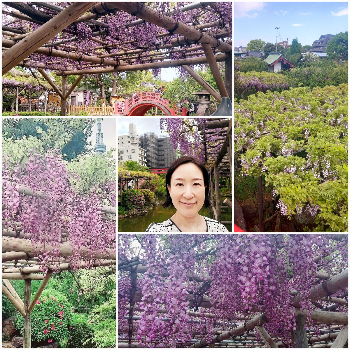 花盛りの江東区！ 🌼古石場親水公園ぼたん園(門前仲町駅徒歩5分)の牡丹