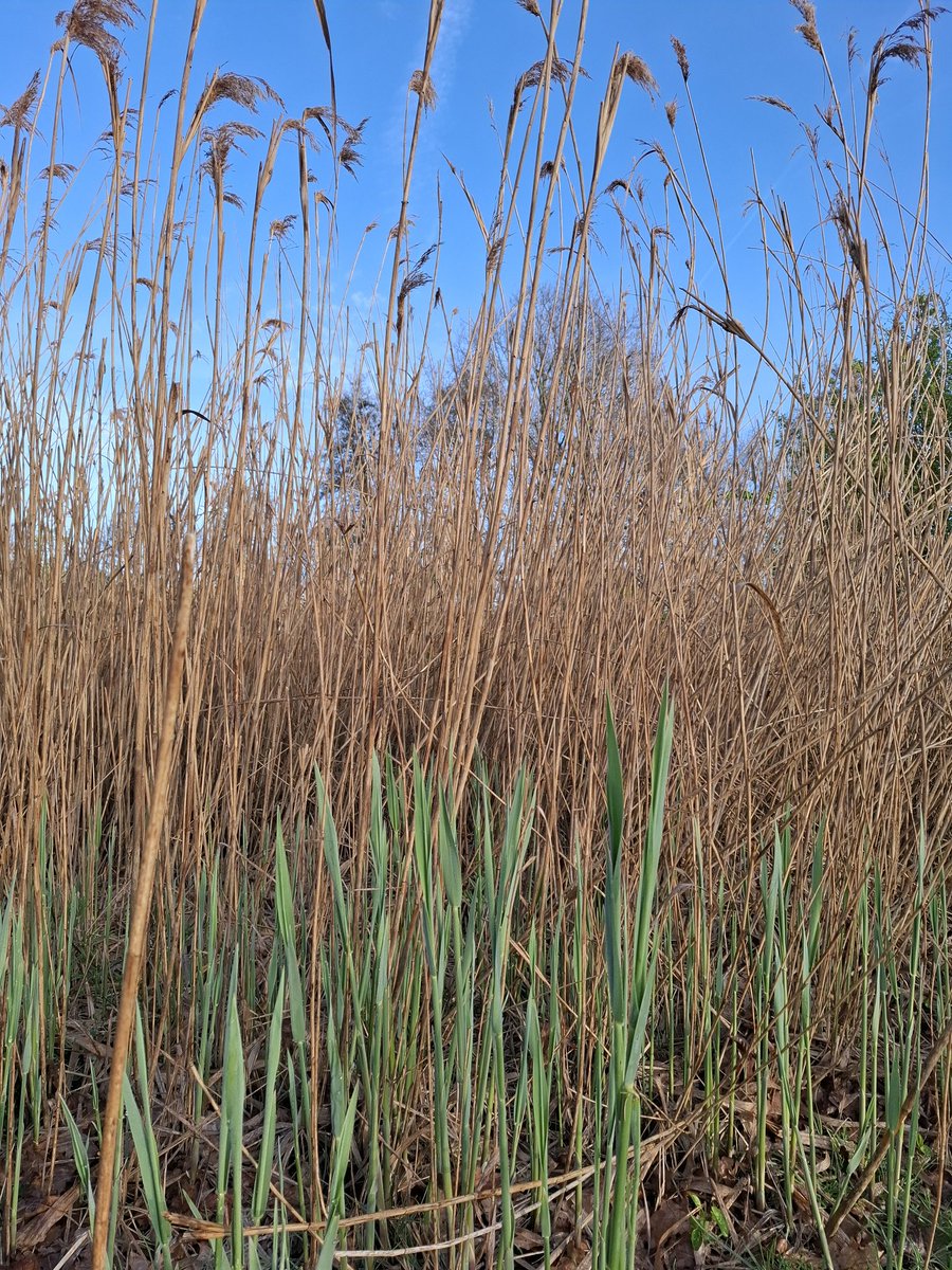 Yeahhhh het Gras heeft de nieuwe lente weer bereikt.
