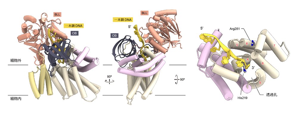 東京大学大学院理学系研究科・生物科学専攻 tweet media