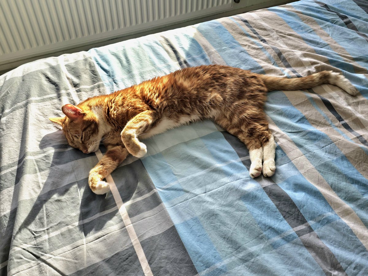 René en Katâh Thès 🐈 tweet media