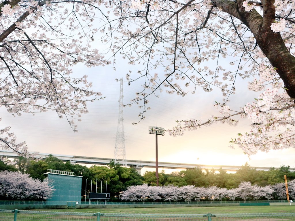 gtm_wing's tweet photo. 野球場を囲む桜🌸 https://t.co/zzk8W6x6se