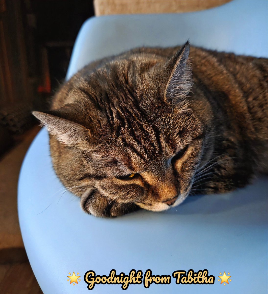 Goodnight from Tabitha 💗