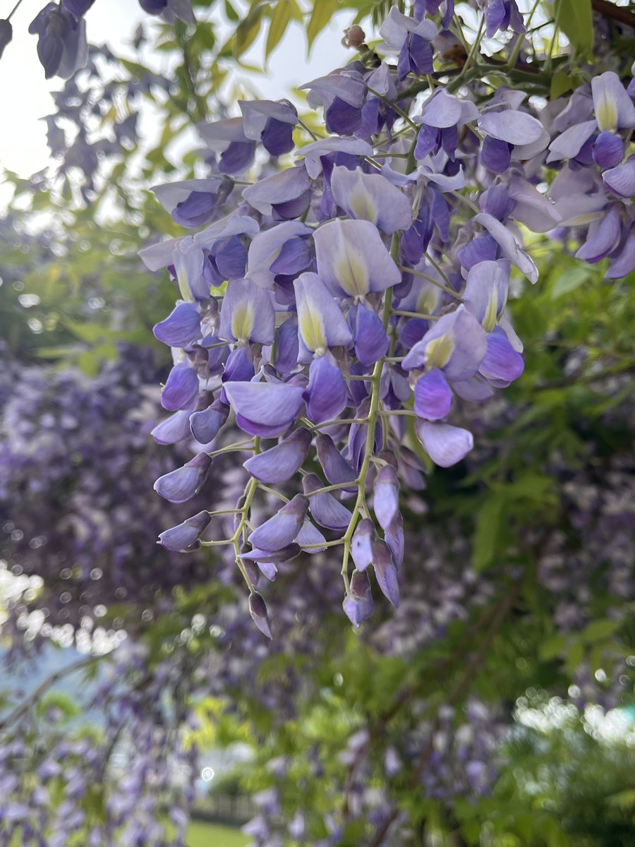 どうながうさぎ tweet media