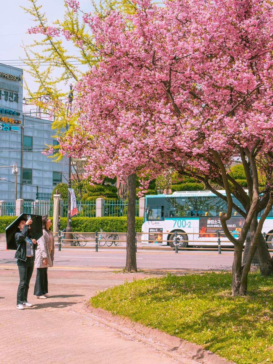 see_seon_'s tweet photo. 꽃과 사람들.
서부해당화의 꽃말이 왜 산뜻한 미소인지 알 수 있지요. https://t.co/CtKE2WeZLX