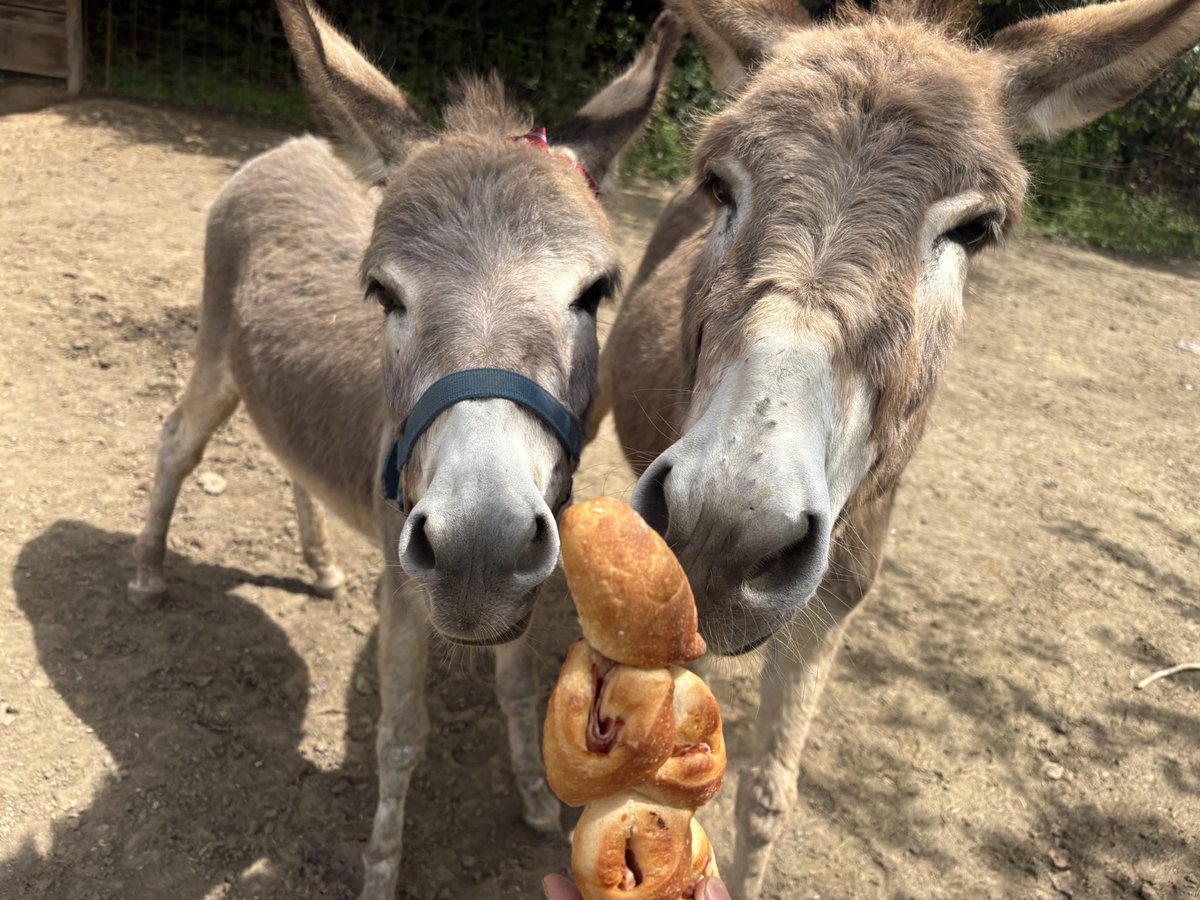 尾道ロバ牧場 tweet media