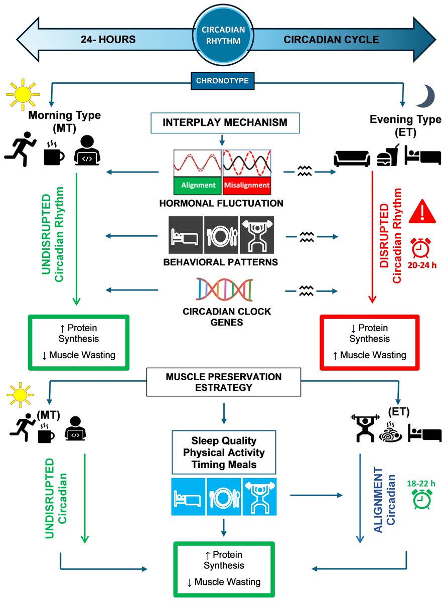 Nutrients_MDPI's tweet image. 💫 New in #Nutrients 💫

⏰ Could #Chronotype help preserve #MuscleMass and strength? 

This review examines how circadian rhythms, #Sleep, #Exercise, and #meal timing relate to muscle and #metabolic #health (by Roberto Barrientos-Salinas et al.)

👉mdpi.com/2072-6643/18/2…