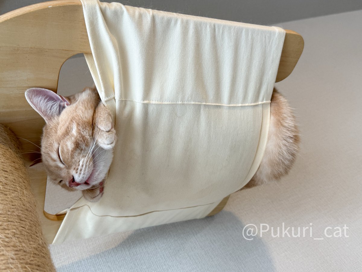 ぷくり tweet media