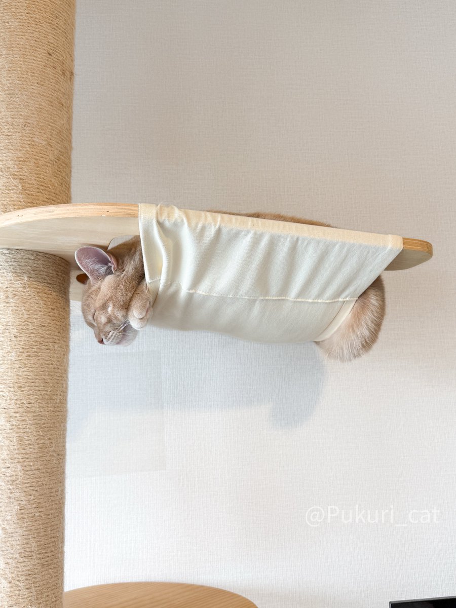 ぷくり tweet media