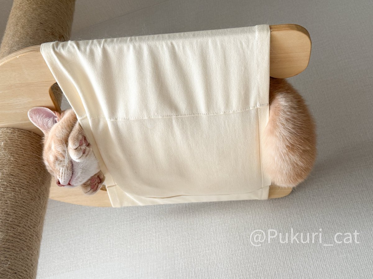 ぷくり tweet media