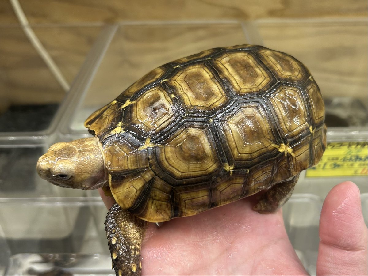 2階新着🐢 ・ニシアフリカセオレガメ 最近来るサイズの中だと比較的