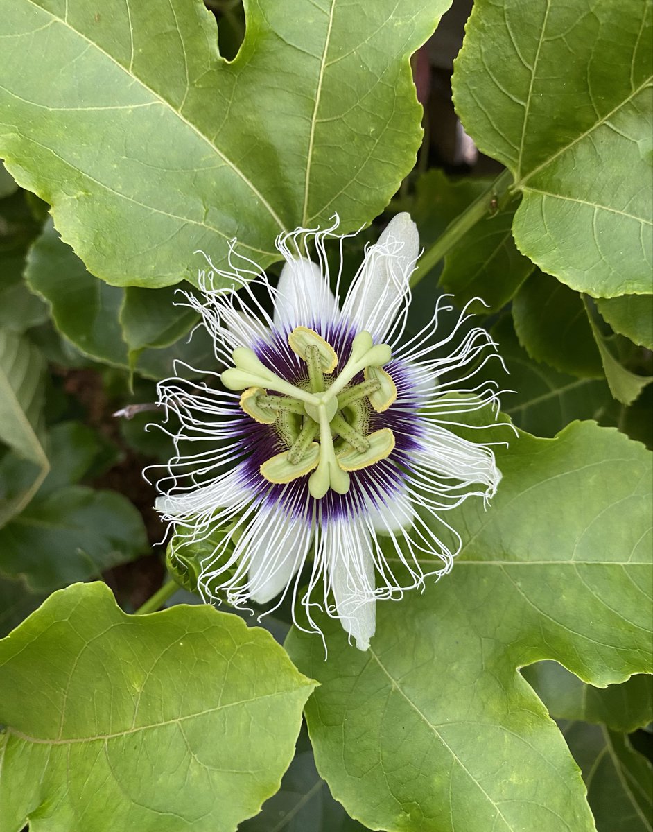 Nadia 🌙 tweet media