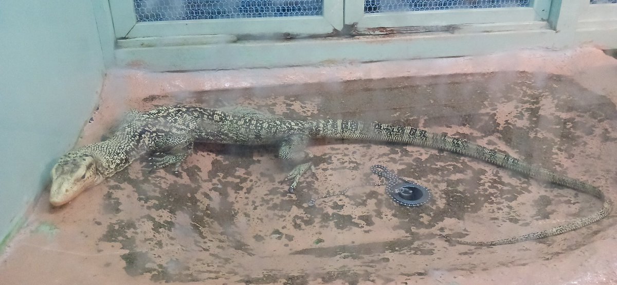 野生児課長 tweet media