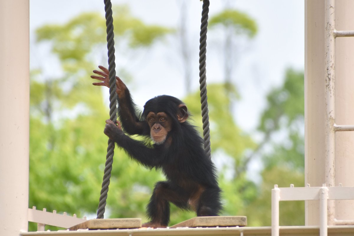 名古屋市東山動植物園 tweet media