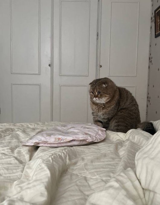 سارا استارك🐺 tweet media