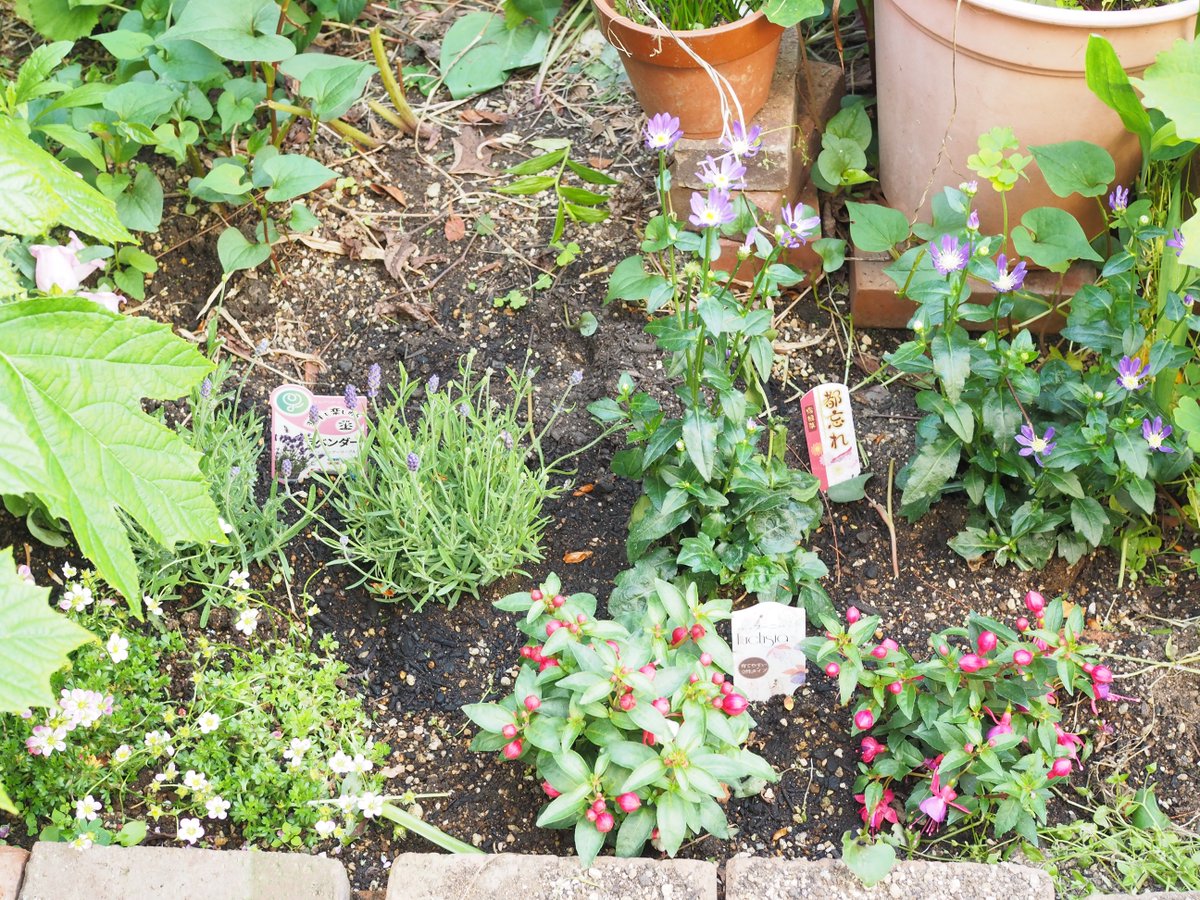 実は
株が大きくなることを考えないで植えていて、今日は友と植え直ししようと思っていたのですが、フクシアとラベンダーは夏越し出来ないだろうし、ミヤコワスレはこのままで大丈夫と教えてくれました。

＃園芸
＃with友
＃4月17日