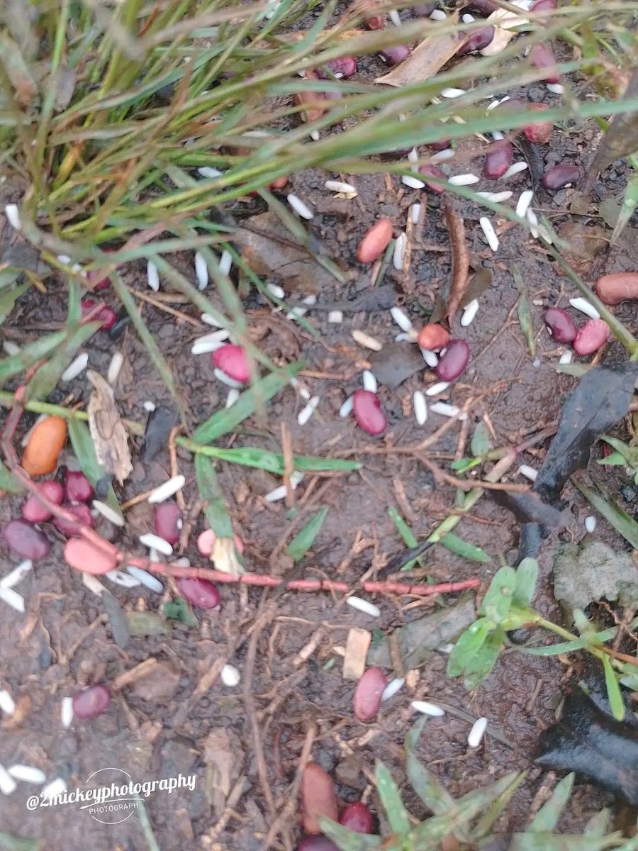 Ignatius tweet media