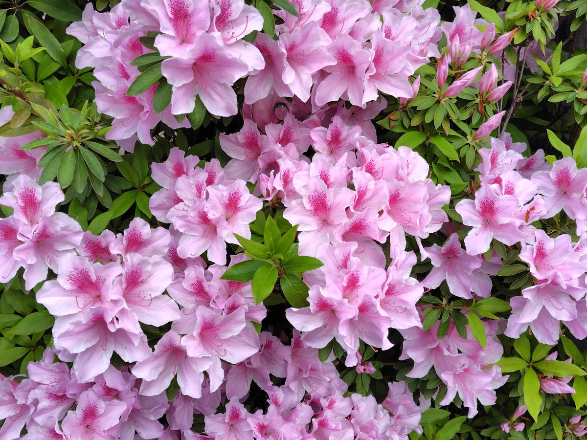 fujikogallery's tweet photo. お散歩にて、ピンク色のツツジを見つけました🌸春爛漫。

#わたしの暦生活 https://t.co/emQIGz70nv