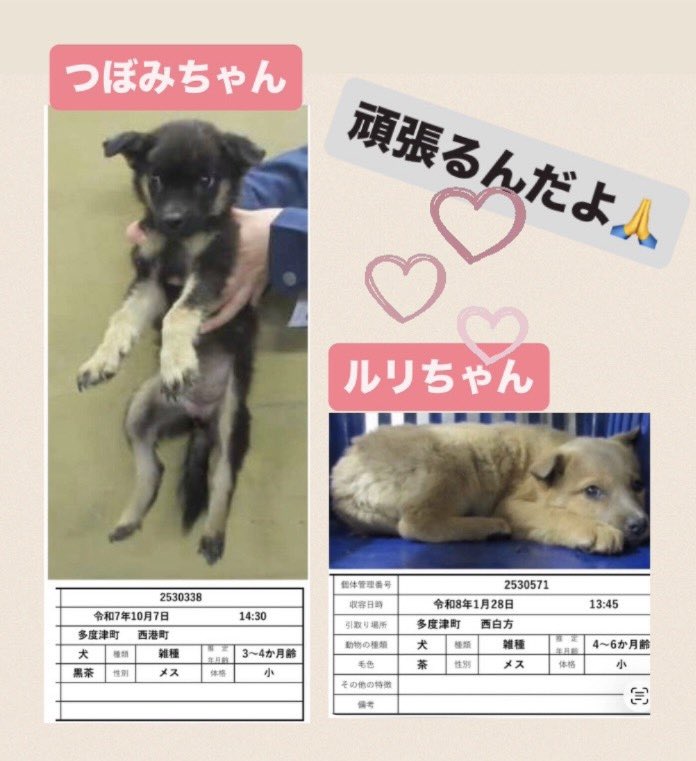 🌱2月にノアさんが引き出した
「つぼみちゃん」「ルリちゃん」
【パテラ】があり手術へ😢
このままでは歩行に影響も💧
小さな体で頑張っています！
どうか無理のない範囲でご支援お願いします🙏
⬇️
愛知信用金庫 大高支店 普1171918
口座名義 ﾗｲﾌ ｳｨｽﾞ ﾄﾞｯｸﾞ ﾉｱ
PayPay🆔doglife_noah