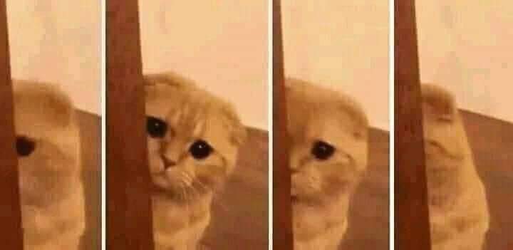 Zaara Silambarasan TR ❤️💛❤️ tweet media