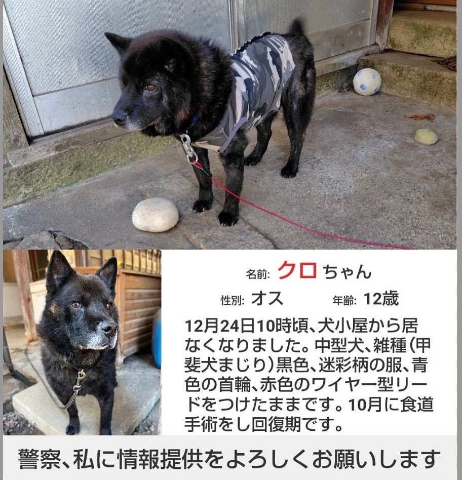 uJqrDHaBSd69625's tweet photo. 迷子になってから1年と3ヶ月以上が経過しました。
迷子場所
 #滋賀県 #長浜市 
特徴
迷彩柄の服を着ていて青い首輪をしています。口周りは白く体は黒と茶色が混ざっています。 #犬 #愛犬 #甲斐犬 #雑種犬 #迷子犬 #迷子 #迷犬
皆様目撃情報や拡散などのご協力よろしくお願い致します🙇‍♂️ #拡散希望 https://t.co/uBr4sEBXJ7