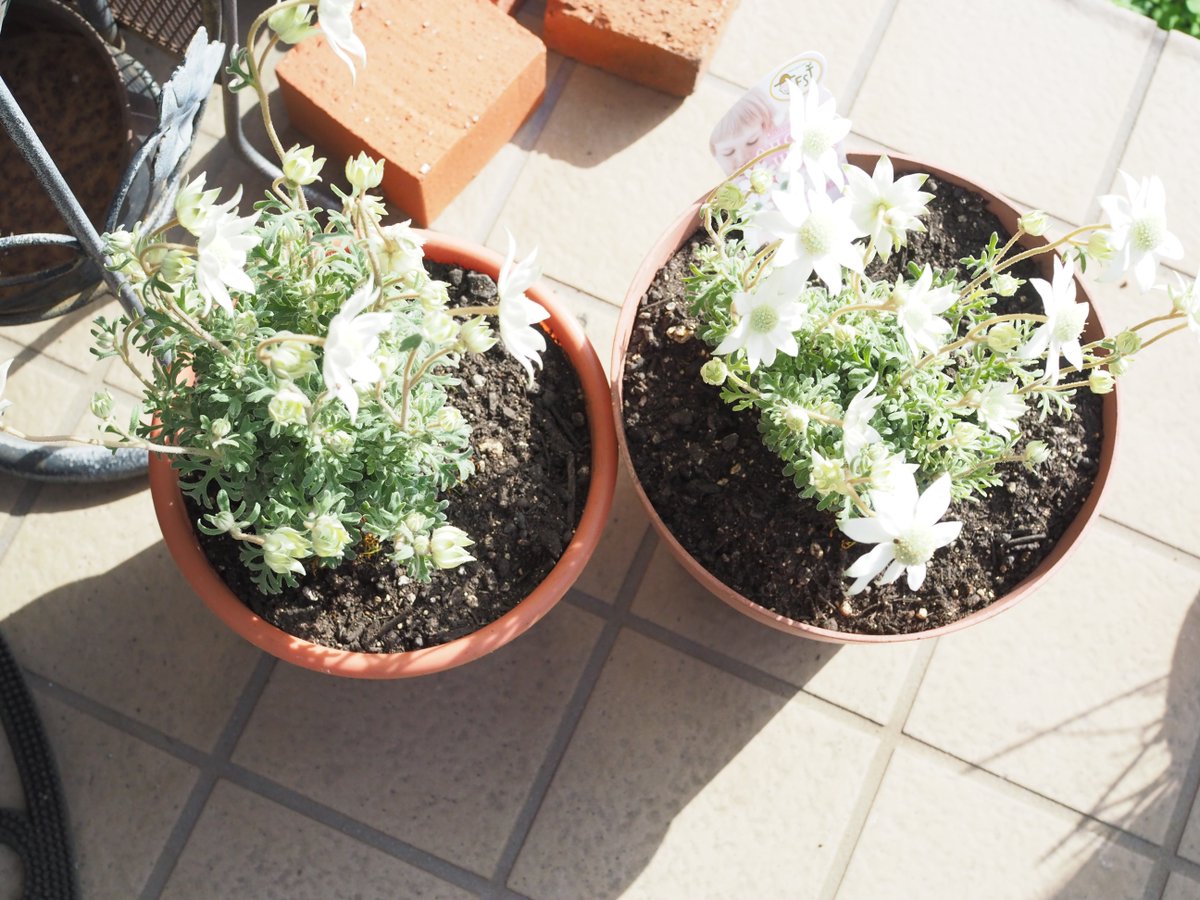 よっしーの母の庭
不要な植木鉢が散乱しているせいか友は今庭が必要としているのはマイナスの美学と言っていました。
剪定など頑張りたいと思いました。
友はごちゃごちゃを整理したいのか、毎週でも片付けに来たいと笑っていました。
友よありがとう(^_^)b

＃園芸
＃with友
＃4月17日