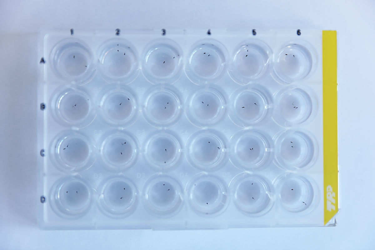 ParasiteJournal's tweet image. New article: Processing and mounting phlebotomine sand flies: a consensus guideline.
doi.org/10.1051/parasi…
A practical, comprehensive guide covering collection, handling, mounting techniques, preservation media, and molecular approaches to support accurate identification and