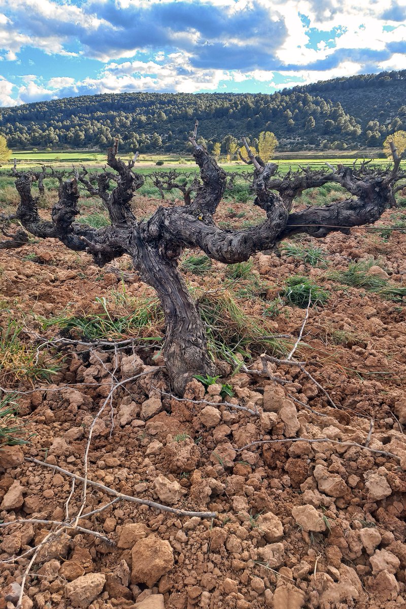 HoyaDelCastillo's tweet photo. El clima de montaña del #AltoTuria marca el ritmo: brotación tardía como defensa frente a las heladas tardías🌿❄️
El frío también es clave para el carácter de nuestros vinos, frescos, elegantes y llenos de identidad🍷🥂
#BodegasPoloMonleón @vinosdovalencia https://t.co/VdsxNueP9c https://t.co/kew2P57aSF