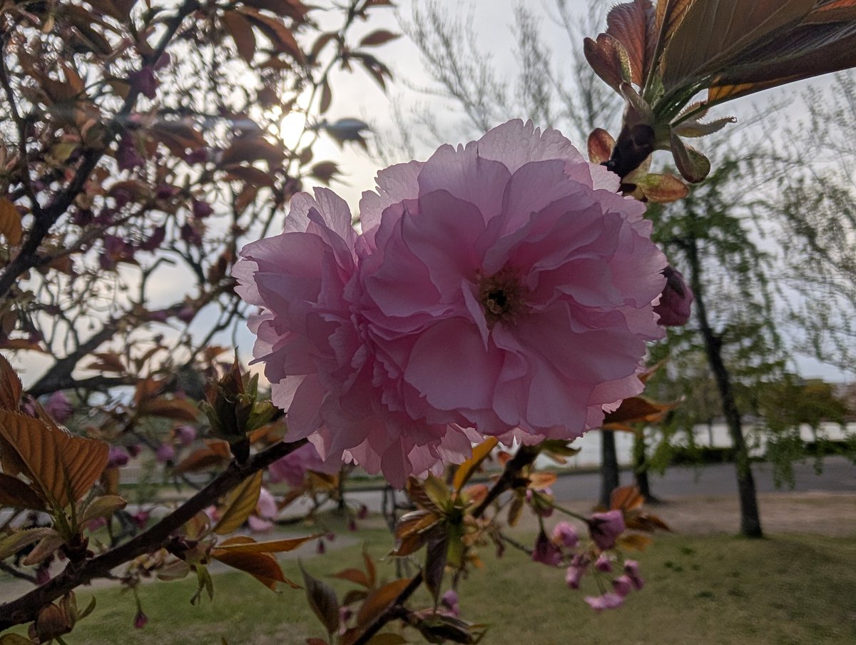 鈴木叶緒 tweet media